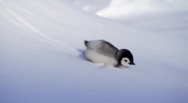 Cute Penguin Finding Mama